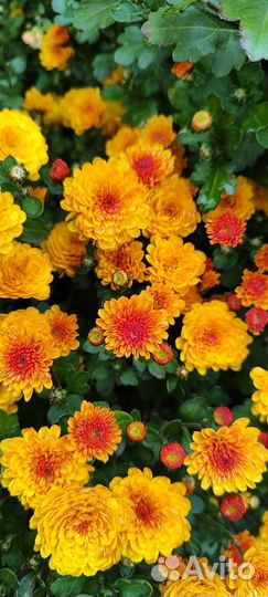 Хризантемы мультифлора