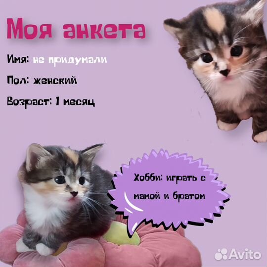 Котята ищут дом
