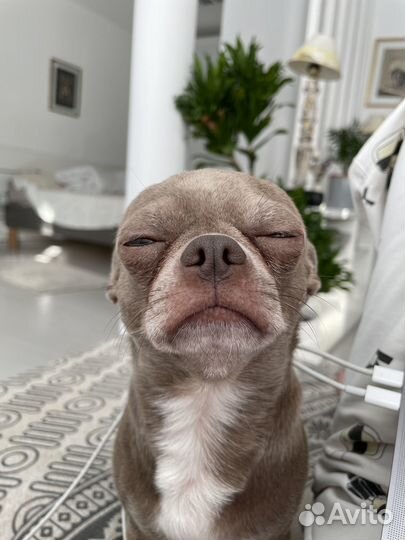 Вязка чихуахуа Испанец в Санкт-Петербурге