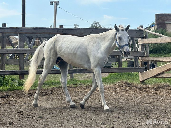 Жеребец 2.5 года, торг