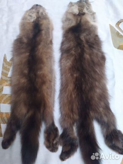 Шкурки соболя