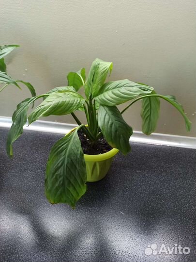 Спатифиллум, комнатная мята