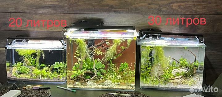 Аквариумы группой