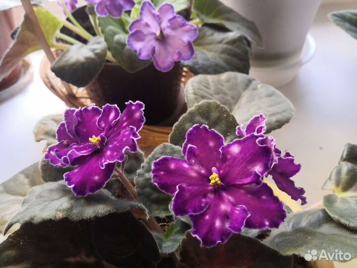 Комнатные цветы