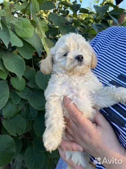 Щенок карликового пуделя