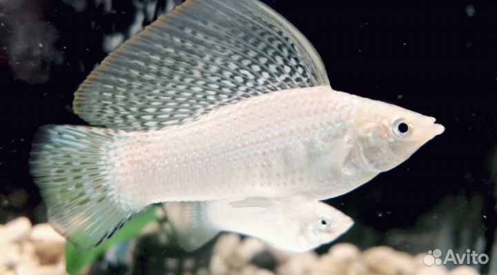 Продам аквариумных рыб