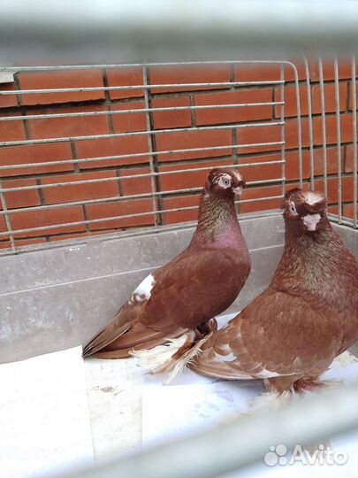 Голуби узбекской породы