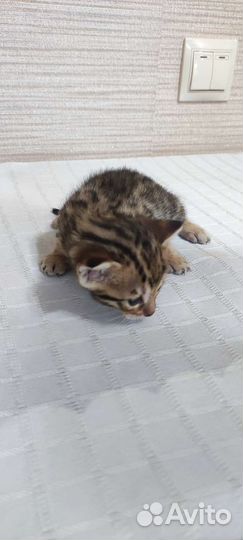 Бенгальские котята