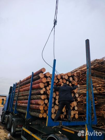 Тонкомер (Ель, Сосна)