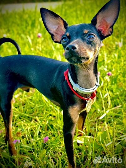 Русский той-терьер