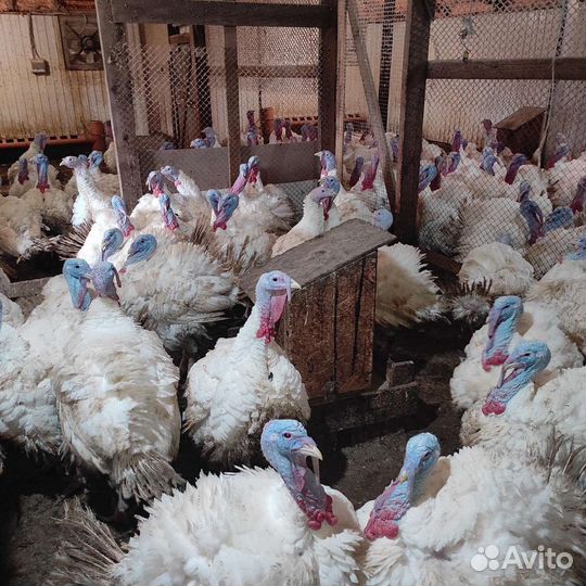 Индейка, индюк