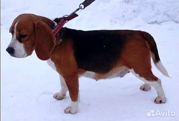 Щенки бигль