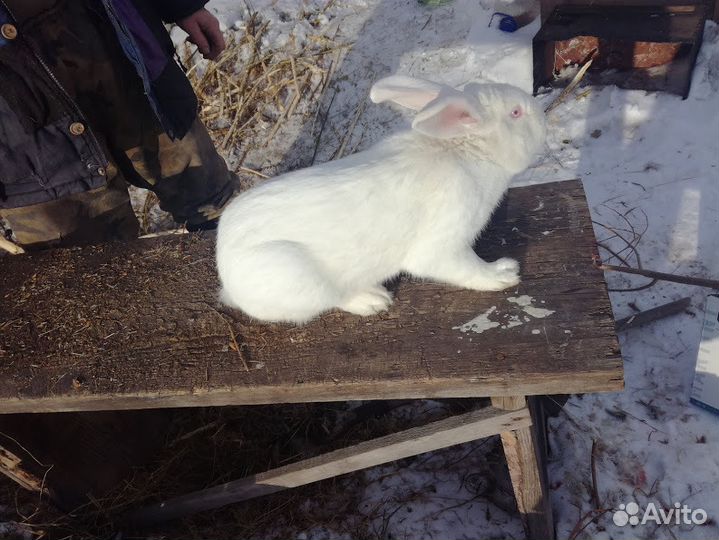Кролики Белый великан, Шиншиллы разных возрастов