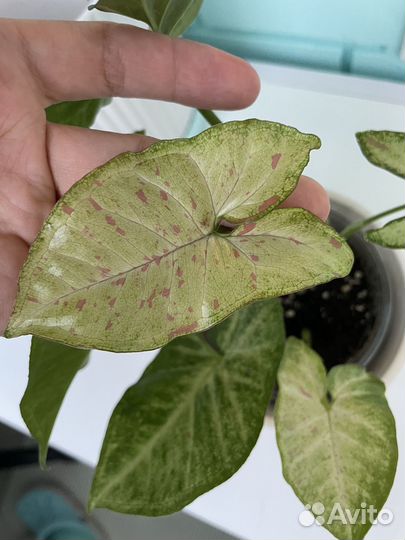 Сингониум неон пинк и конфети