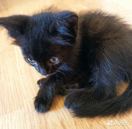 Маленький чёрный котёнок ищет дом
