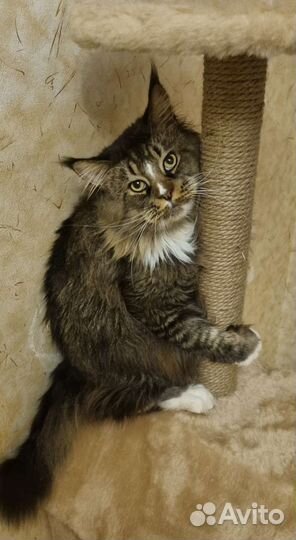 Мейн-кун вязка