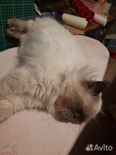 Вязка кошек