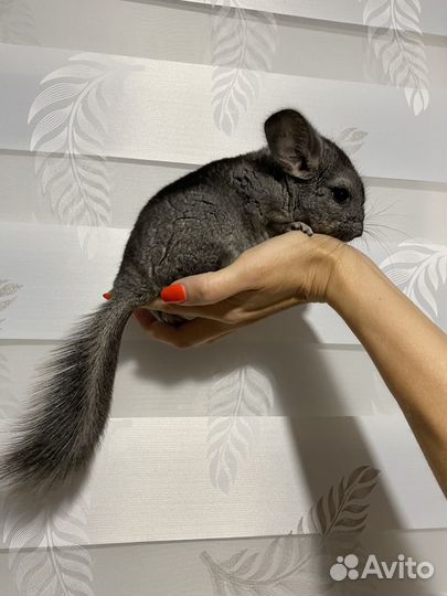 Шиншиллы девчата