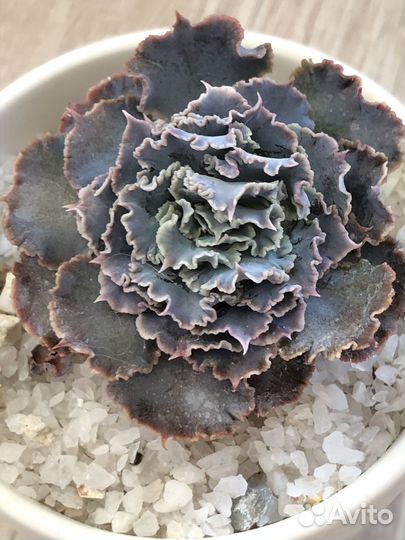 Суккуленты композиции