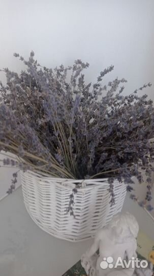 Лаванда узколистная сухоцвет