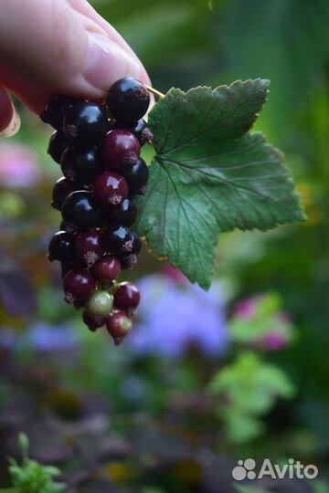 Брошь из полимерной глины ручной работы, смородина