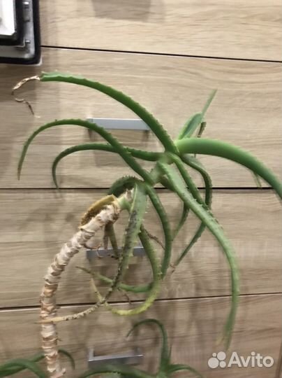 Алоэ лечебный 3х летний