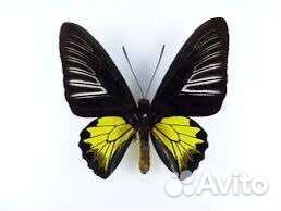 Живые тропические бабочки куколки