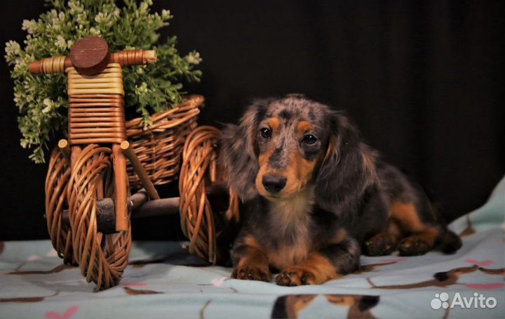Золотой Родник Сак - Элга