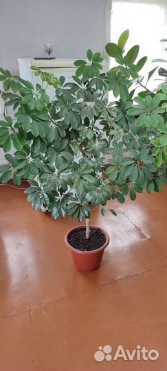 Бенджамина