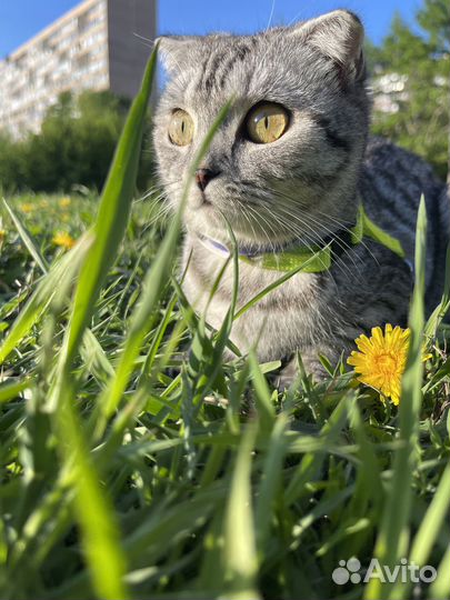 Кошка в дар в добрые руки