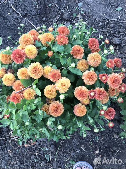 Хризантема шаровидная