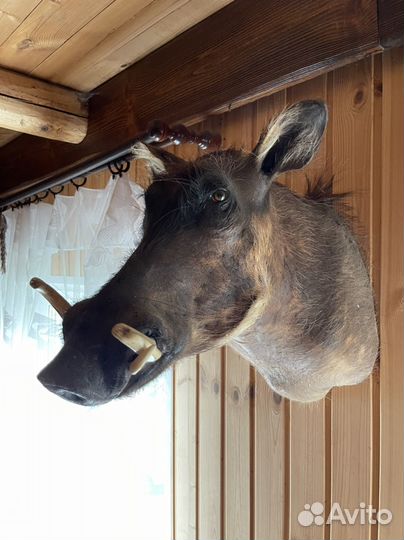 Чучело головы кабана