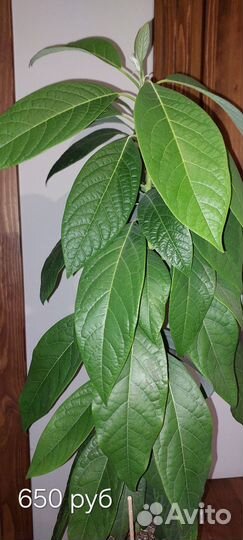 Авокадо дерево