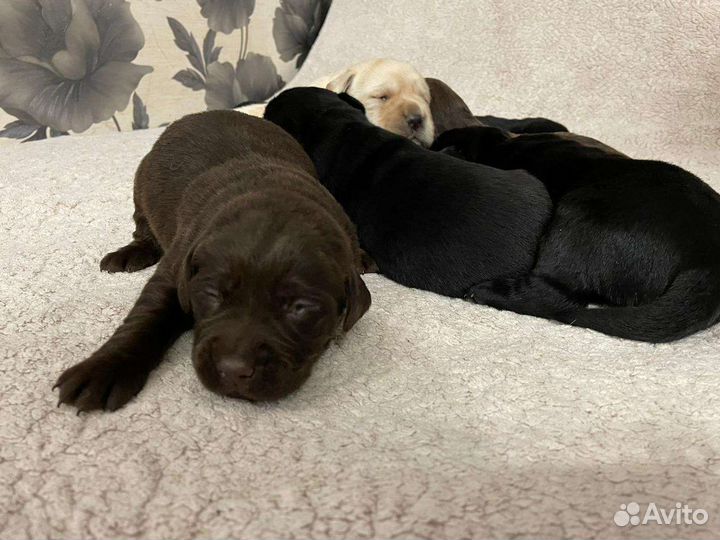 Щенки лабрадора