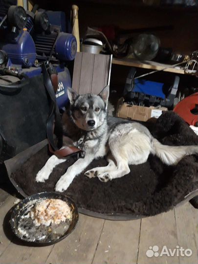 Аляскинский маламут