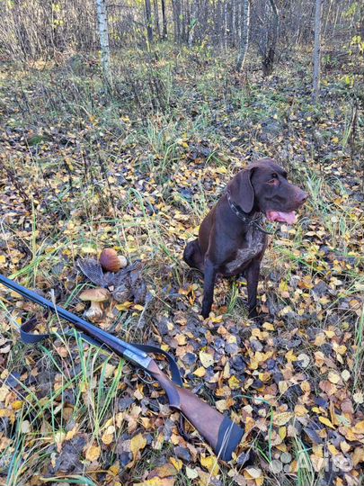 Курцхаар вязка