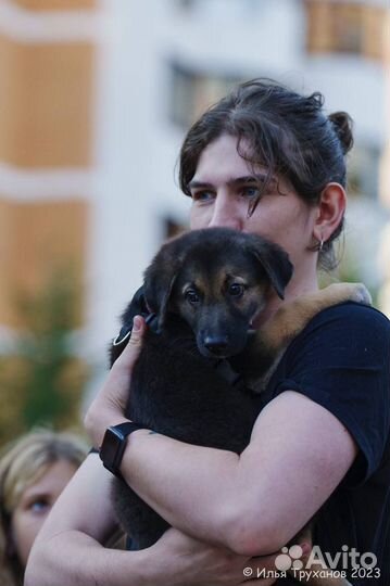 Щенок девочка метис