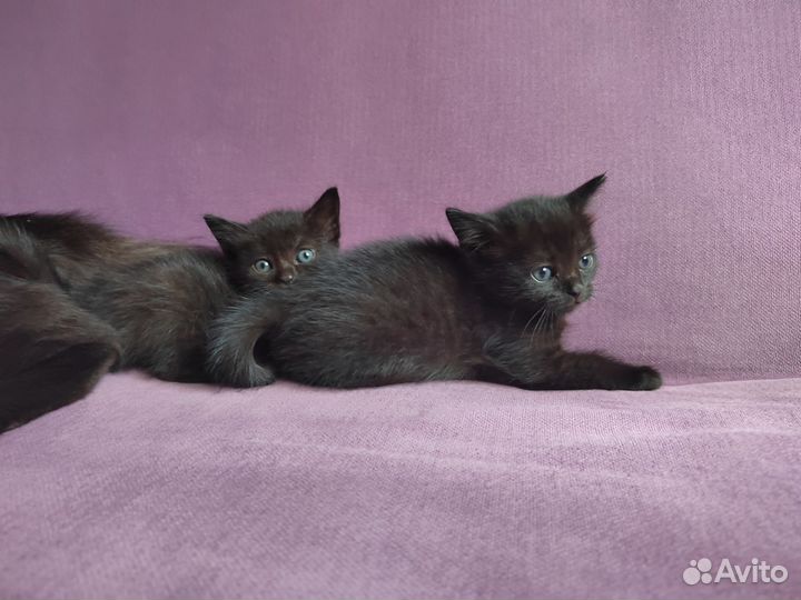 Сибирские котята