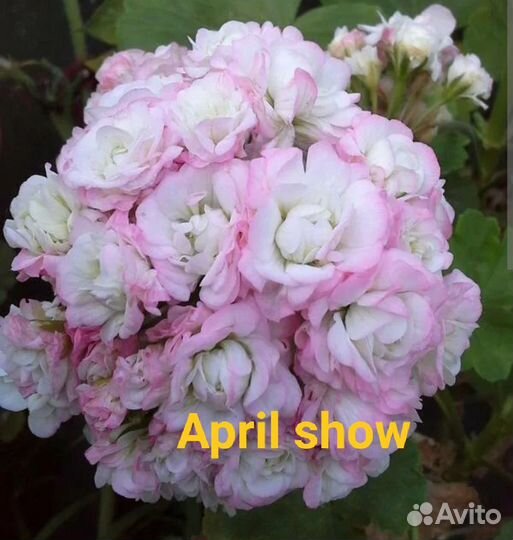 Пеларгонии сортовые