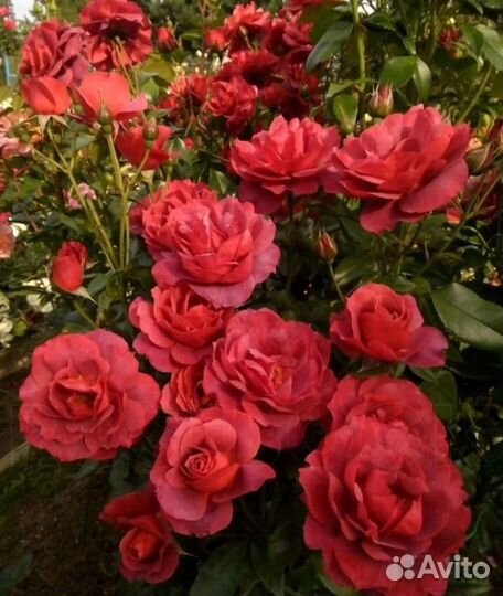 Саженцы роз окс на осень