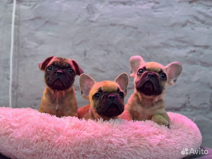 Французский бульдог мальчишки