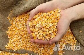Кукуруза, корм для птицы