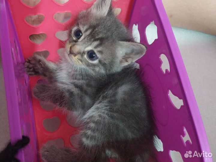 Кошка в дар бесплатно