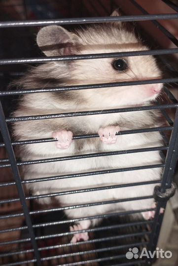 Сирийские зомячки очаровашки