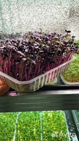 Микрозелень