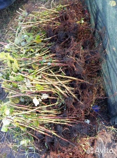 Саженцы клубники,малины,ежевики,голубики