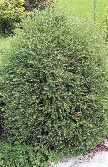 Туя тамриксовидная (вересковая)