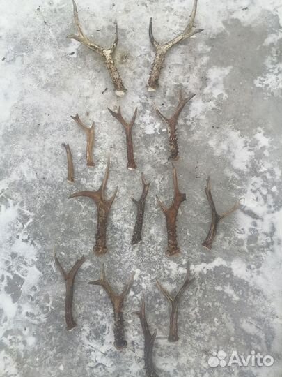 Рога косули