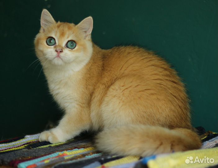 Синеглазый котик