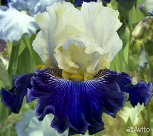 Ирисы высокие бородатые сортовые
